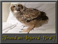 Found and Injured Bird?